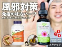【免疫力ケア】世界的人気ハーブ「エキナセア」の効果がすごい！風邪予防・のどの痛みにも