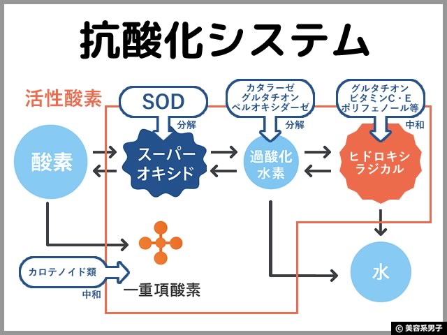 【美肌サプリ】知っておきたい「抗酸化」と「活性酸素」対策の違いと考え方｜有効成分「セレン」の役割-05