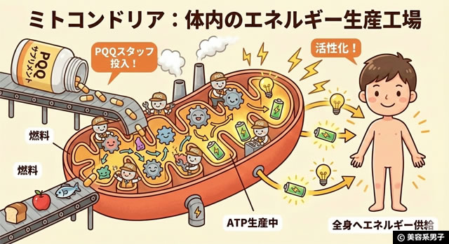 【iHerb購入品】NMNよりPQQ×ミトコンドリアNRGという最適解｜知っておきたい神サプリ-05