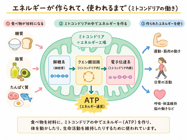 【ダイエット】加齢で痩せにくくなった人へ｜“ミト活×効率”を考えるサプリ「D-リボース」とは？-04